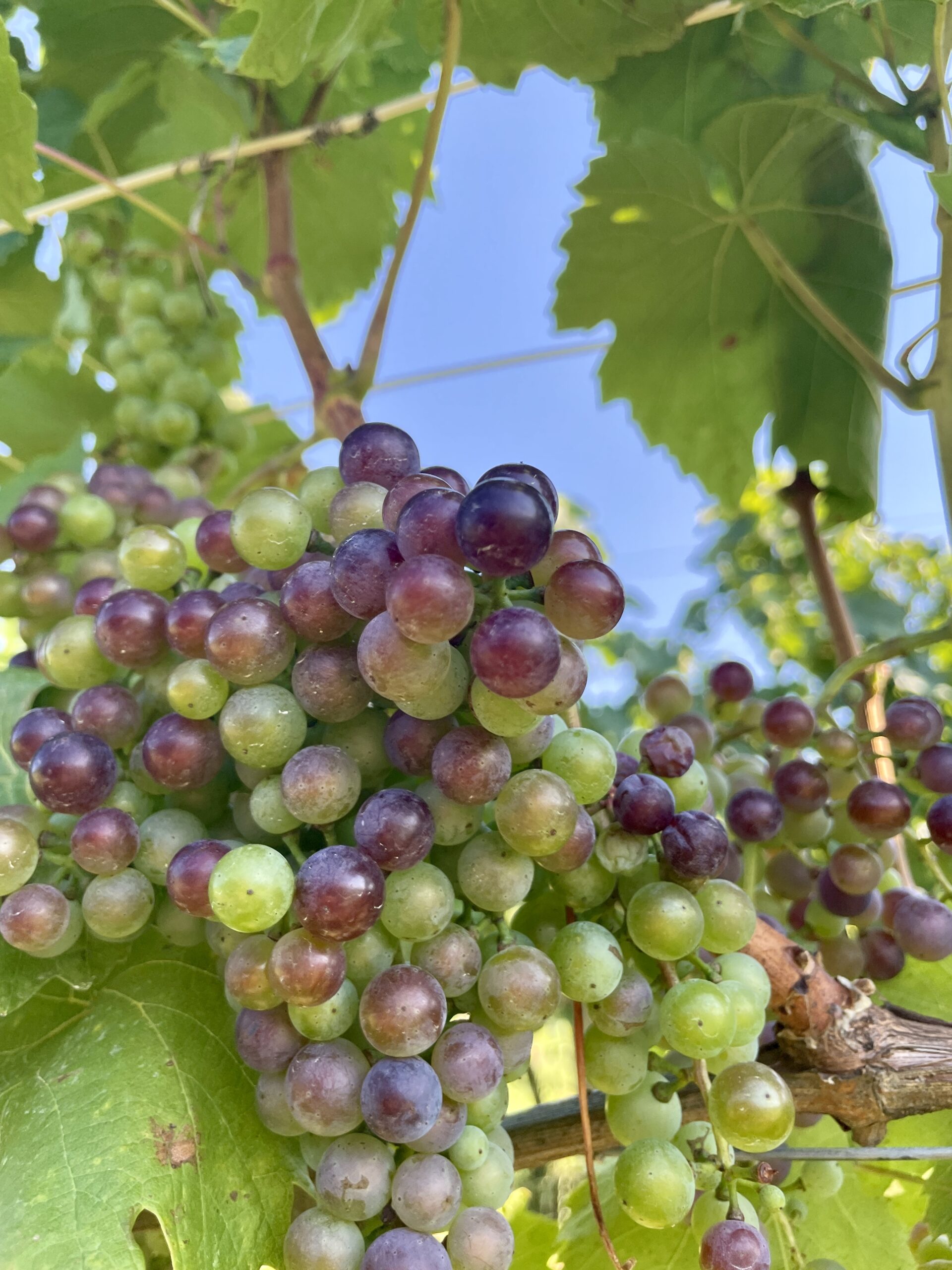 Silvia Heinrich - Verfärbung der Trauben 2025