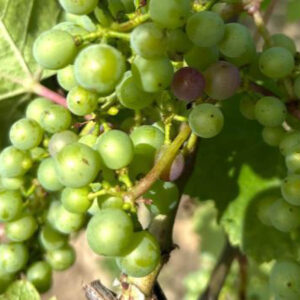 Verjus 2025 - Silvia Heinrich